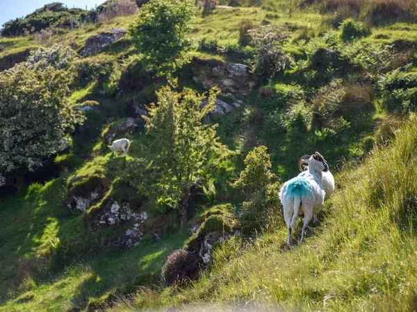 Schöne Sommerlandschaft Mit Schafen Almen — Stockfoto