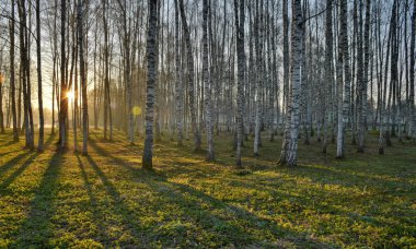 arka ışık, sisli arka plan ağaç ile manzara