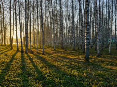arka ışık, sisli arka plan ağaç ile manzara