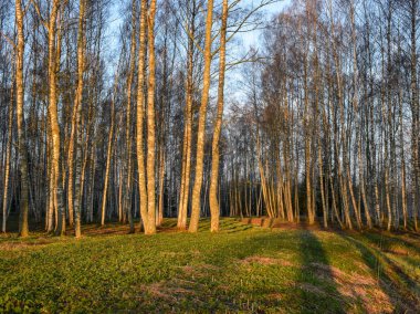 arka ışık, sisli arka plan ağaç ile manzara