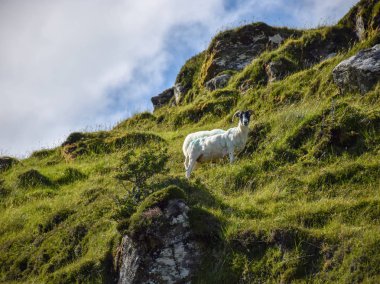 Otlakta koyunlarla dolu dağ manzarası