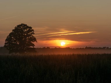 Tarlada yalnız ağaçla güzel bir gün batımı. 
