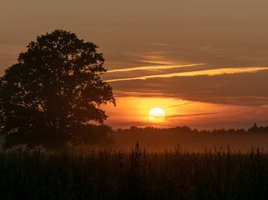 Tarlada yalnız ağaçla güzel bir gün batımı. 