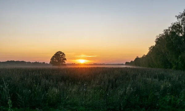 Piękny Zachód Słońca Samotnym Drzewem Polu — Zdjęcie stockowe