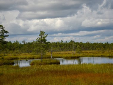 Küçük çamlı orman gölü manzarası, sudaki ağaç yansımaları.