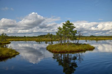  Küçük çamlı orman gölü manzarası, sudaki ağaç yansımaları.