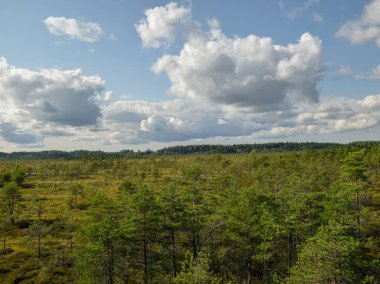 Bataklık güneşli bir gün, beyaz bulutlar, bataklık çamları 