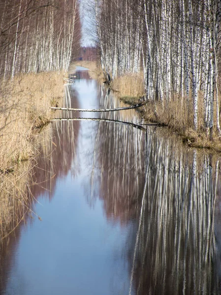 Landscape Beaver Felled Trees Swamp — Stock Photo, Image