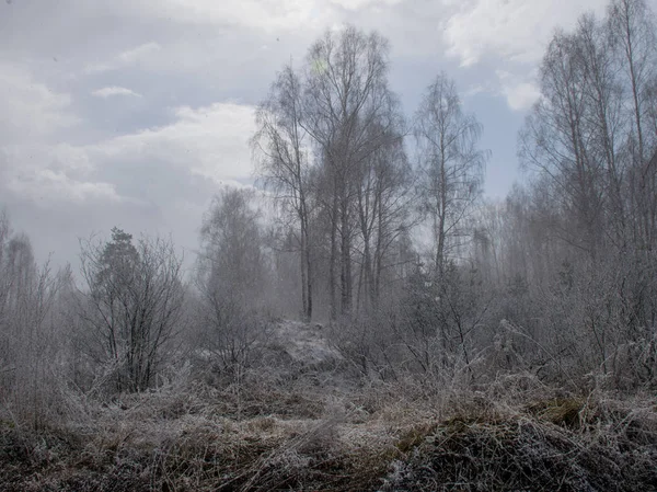 Paysage Abstrait Avec Chutes Neige Arbres Enneigés Sentier — Photo