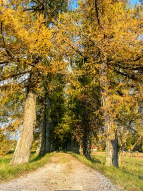 Güzel, muhteşem ve rengarenk ağaçlar bir sonbahar gününde