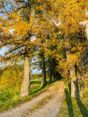 Güzel, muhteşem ve rengarenk ağaçlar bir sonbahar gününde