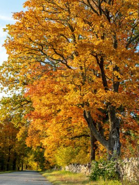 Renkli ağaçlarla, taş çitlerle ve yollarla güzel sonbahar manzarası