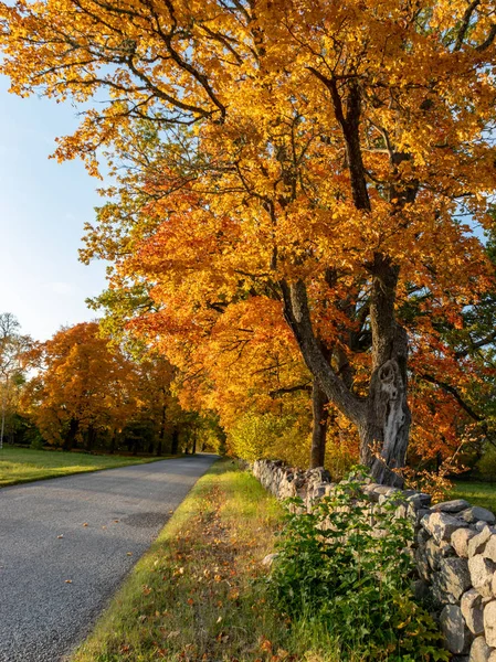 Beautiful autumn landscape with colorful trees, stone fence and road