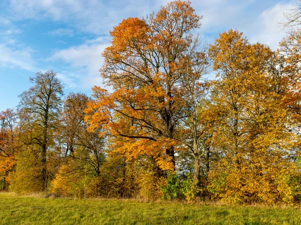 Красивые Красивые Красочные Деревья Осенний День — стоковое фото