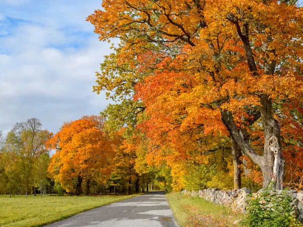 Bela Paisagem Outono Com Árvores Coloridas Cerca Pedra Estrada — Fotografia de Stock
