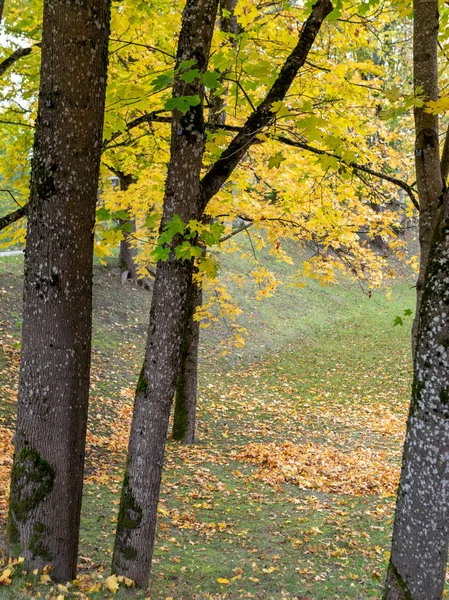 Krajobraz Kolorowymi Drzewami Jesienią Wsią Piękne Chmury — Zdjęcie stockowe