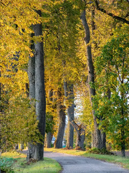 Wspaniały Jesienny Krajobraz Kolorowym Aleją Drzew — Zdjęcie stockowe