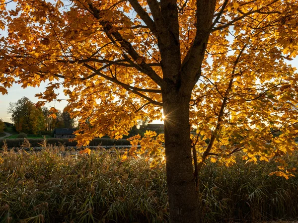 Пейзаж Красочными Деревьями Осенью Сельской Местности Красивые Облака — стоковое фото