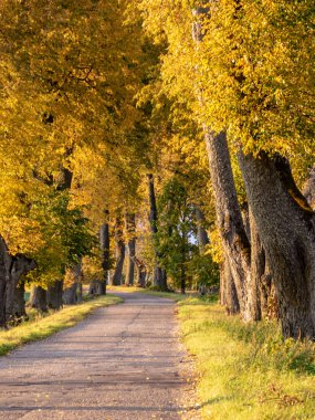 Renkli ağaç sokağıyla muhteşem sonbahar manzarası