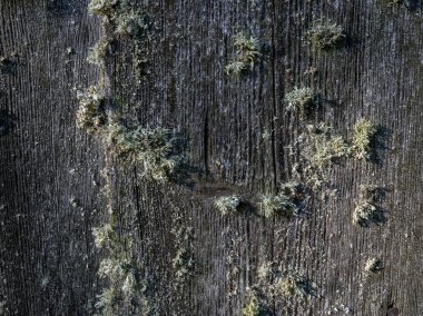 Eski ahşap desenli resim, arkaplan için uygun