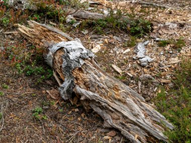 Eski ve kırık ağaç kütüğüyle resim