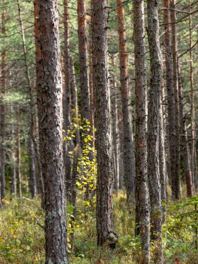 manzara ya da çam ormanı, sonbahar günü