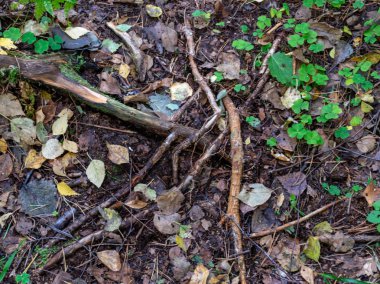 Eski ve kırık ağaç kütüğüyle resim