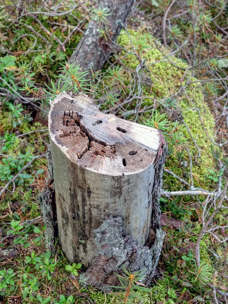 古い木の切株の写真 — ストック写真