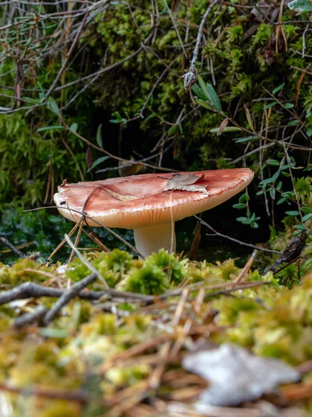 Quadro Com Cogumelo Outono Perto Primeiro Plano Embaçado — Fotografia de Stock
