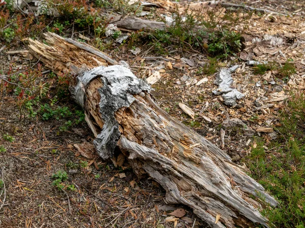 Imagen Con Tocón Árbol Viejo Roto —  Fotos de Stock