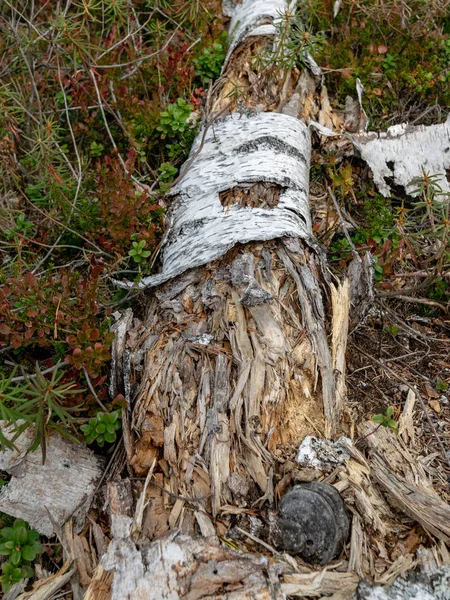 Picture Old Broken Tree Stump — Stock Photo, Image