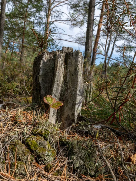 Imagen Con Tocón Árbol Viejo Roto — Foto de Stock