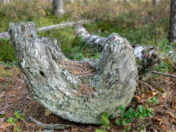 Immagine Con Tronco Albero Vecchio Rotto — Foto Stock