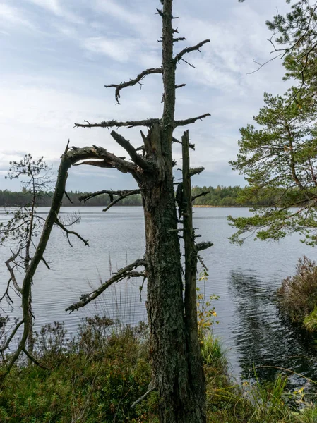 Image Avec Vieux Tronc Arbre Cassé — Photo