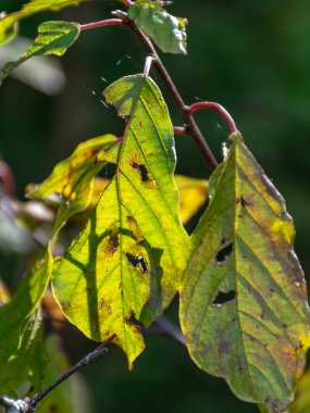 Sonbahar güneşinde parlak yeşil yapraklar