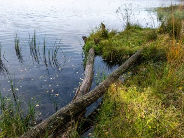 Eski ve kırık ağaç kütüğüyle resim