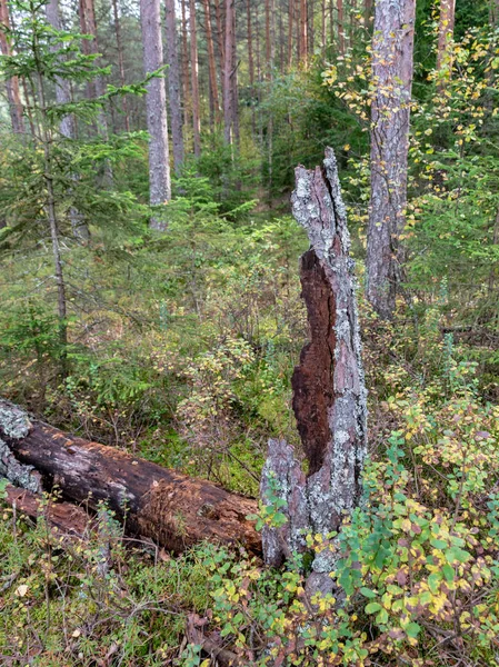 Immagine Con Tronco Albero Vecchio Rotto — Foto Stock