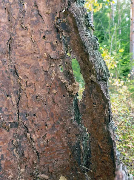 Изображение Старым Сломанным Пнем Дерева — стоковое фото