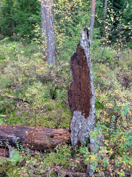 Foto Met Oude Gebroken Boomstronk — Stockfoto