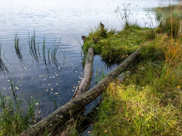 Bild Mit Altem Und Gebrochenem Baumstumpf — Stockfoto