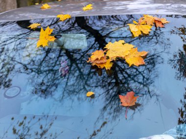 Araba camında sarı akçaağaç yaprakları olan soyut resim, ağaç parlaklığı, arka plan için uygun