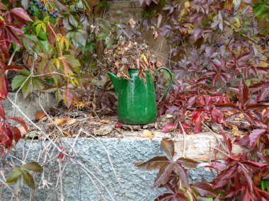 Renkli ve parlak kırmızı kır çiçeği yaprakları mavi dutlarla