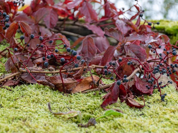 Schön Rot Wild Mit Blauen Beeren Auf Grünem Moos — Stockfoto