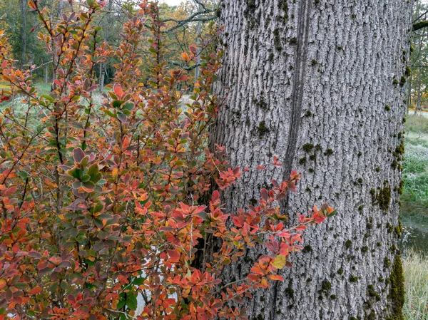 Bunte Und Leuchtend Rote Wildblumenblätter Mit Blauen Beeren — Stockfoto