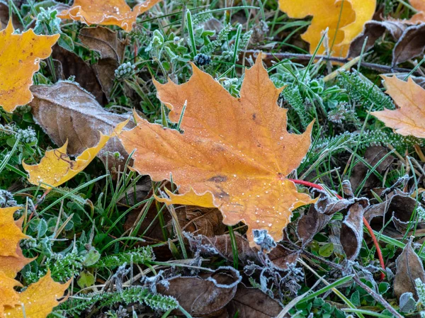 Abstrakt Bild Med Färgglada Lönnlöv Lämplig För Bakgrunder — Stockfoto