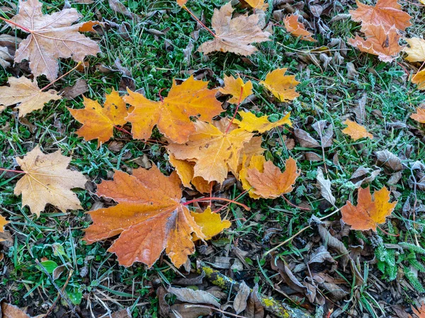 Renkli akçaağaç yapraklı soyut resim, arkaplan için uygun
