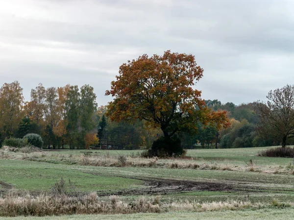 Quiet Landscape Beautiful Trees Colored Leaves Ground Autumn — 图库照片