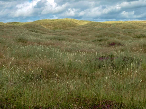 緑の海辺の牧草地で孤独な風景 — ストック写真