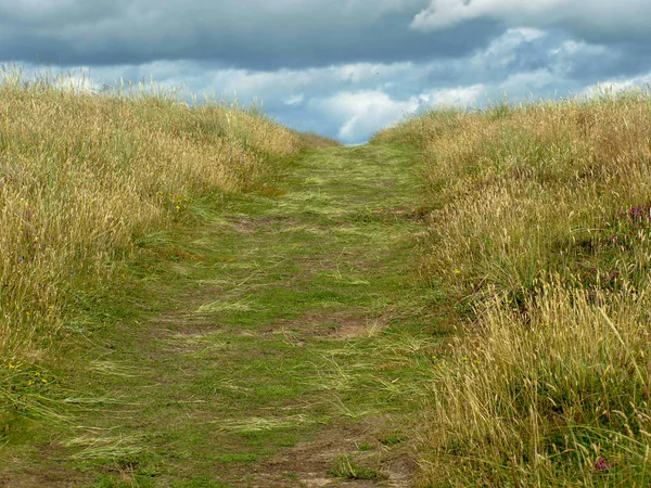 Paesaggio Solitario Con Prato Verde Sul Mare — Foto Stock