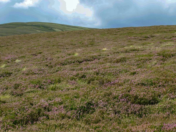 Kleurrijke Berglandschap Met Roze Heide — Stockfoto